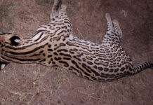 Vídeo: gato-maracajá é encontrado morto na MA-014 em Matinha