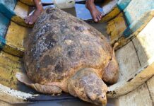 Tartaruga ameaçada de extinção é encontrada em lago no município de Viana