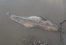 Boto é encontrado morto em Arari e carcaça será enterrada para coleta de esqueleto