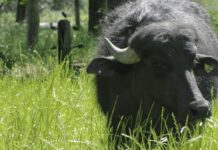 Bandidos roubam búfalos em propriedade rural em Matinha