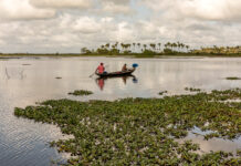 Governo expande programa de conservação e recuperação ambiental para Baixada Maranhense