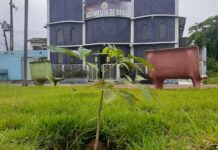 Mudas de ipês plantadas para melhorar arborização urbana são roubadas em Matinha Mudas de ipês plantadas para melhorar arborização urbana são roubadas em Matinha