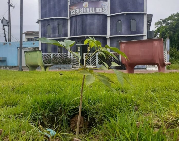 Mudas de ipês plantadas para melhorar arborização urbana são roubadas em Matinha