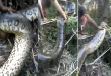 VÍDEO: Moradores capturam e matam cobra gigante em Penalva VÍDEO: Moradores capturam e matam cobra gigante em Penalva