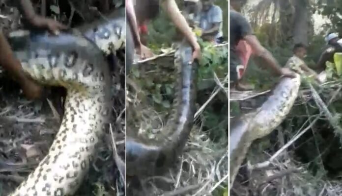 VÍDEO: Moradores capturam e matam cobra gigante em Penalva