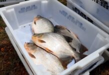 Associação de piscicultores de Matinha se pronuncia sobre casos de síndrome relacionada ao consumo de peixes Associação de piscicultores de Matinha se pronuncia sobre casos de síndrome relacionada ao consumo de peixes