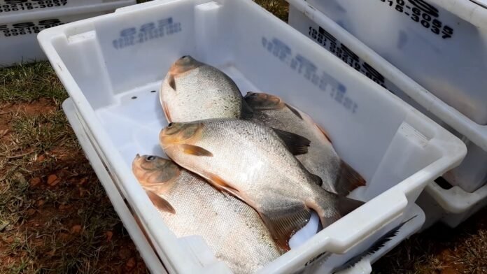 Associação de piscicultores de Matinha se pronuncia sobre casos de síndrome relacionada ao consumo de peixes