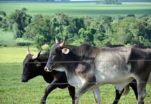 Abertas inscrições para cursos de Inseminação Artificial em Bovinos e Bovino de Corte, em Matinha Boi Vaca